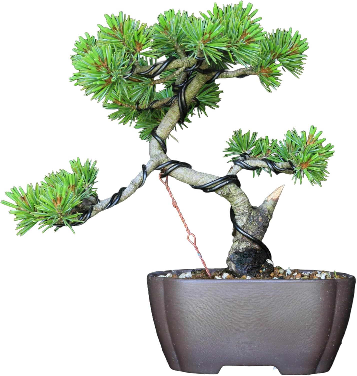 ユーカリ ポポラス 8号 特大苗木最高等級極上品 ユーカリ